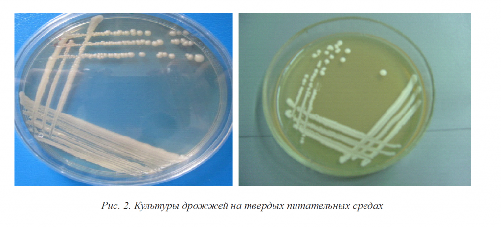 микроорганизмы рис 2.png