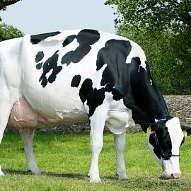 Химический состав молока коров голштинской породы