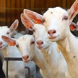 Влияние кормовых добавок «ЛактоМин» и «ЛактуВет» на молочную продуктивность коз