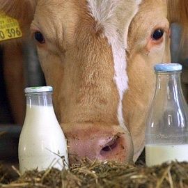 Молочный сектор АПК: достижения и цели