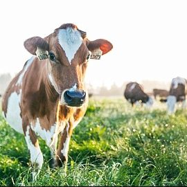 О развитии генетического потенциала в молочном животноводстве России
