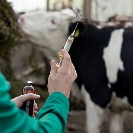 Организация ветеринарно-санитарной экспертизы сырого молока, требования нормативных документов к показателям безопасности качества молока
