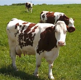 Молочная продуктивность коров красно-пестрой породы с разным продуктивным использованием